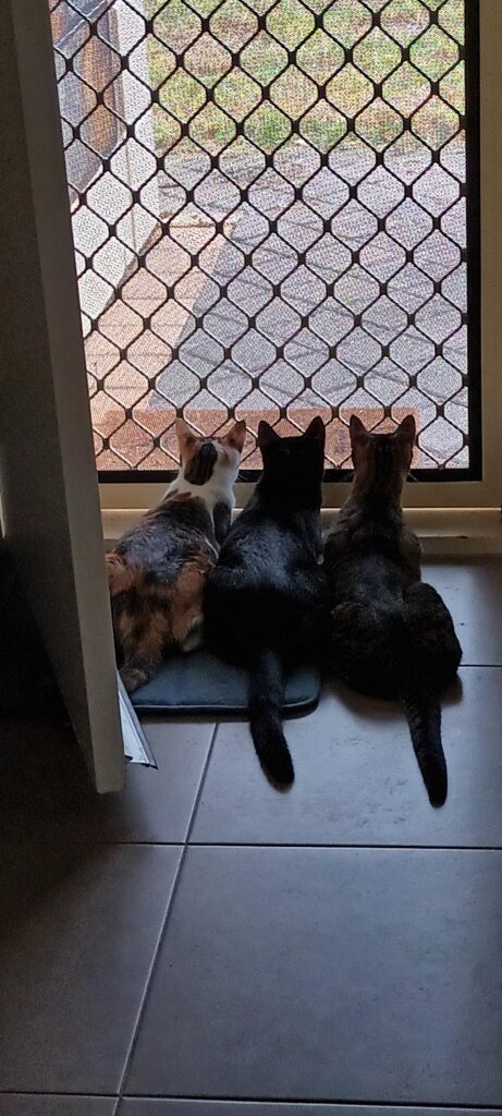 Three cats (a calico, a black cat and a brown tabby) sit beside each other looking outside from a screen door. They are facing away from the camera.